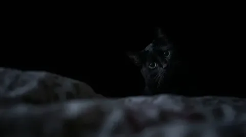 I forgot I had a cat.