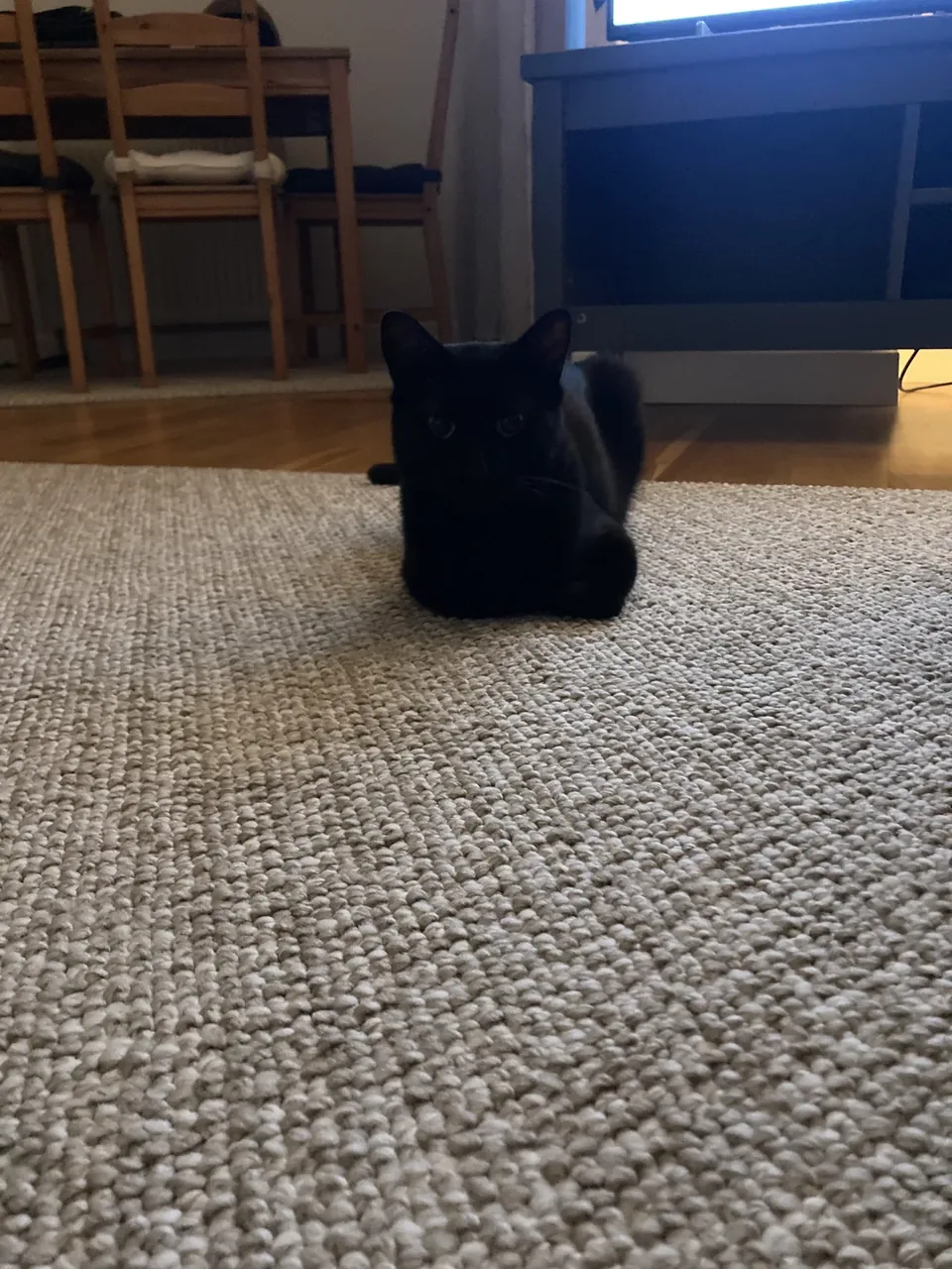 Moris tucked into a loaf in the middle of the rug, keeping an eye on the camera