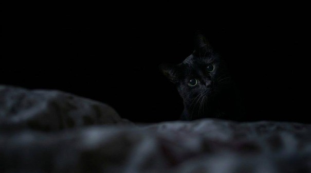 I forgot I had a cat.