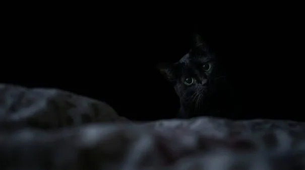 I forgot I had a cat.